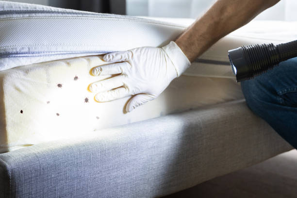Best Flea Control Services  in Putnam Lake, NY