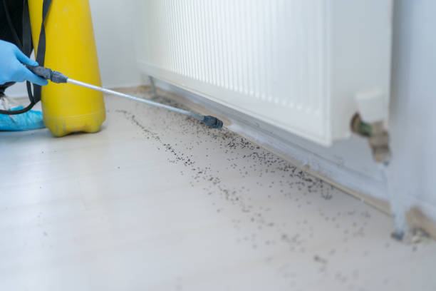 Best Local Pest Control Services  in Putnam Lake, NY